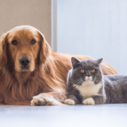 Pets in Divorce