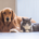 Pets in Divorce