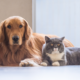 Pets in Divorce