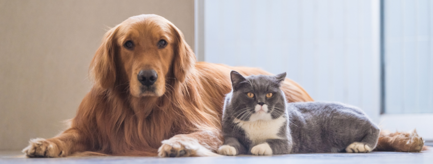 Pets in Divorce